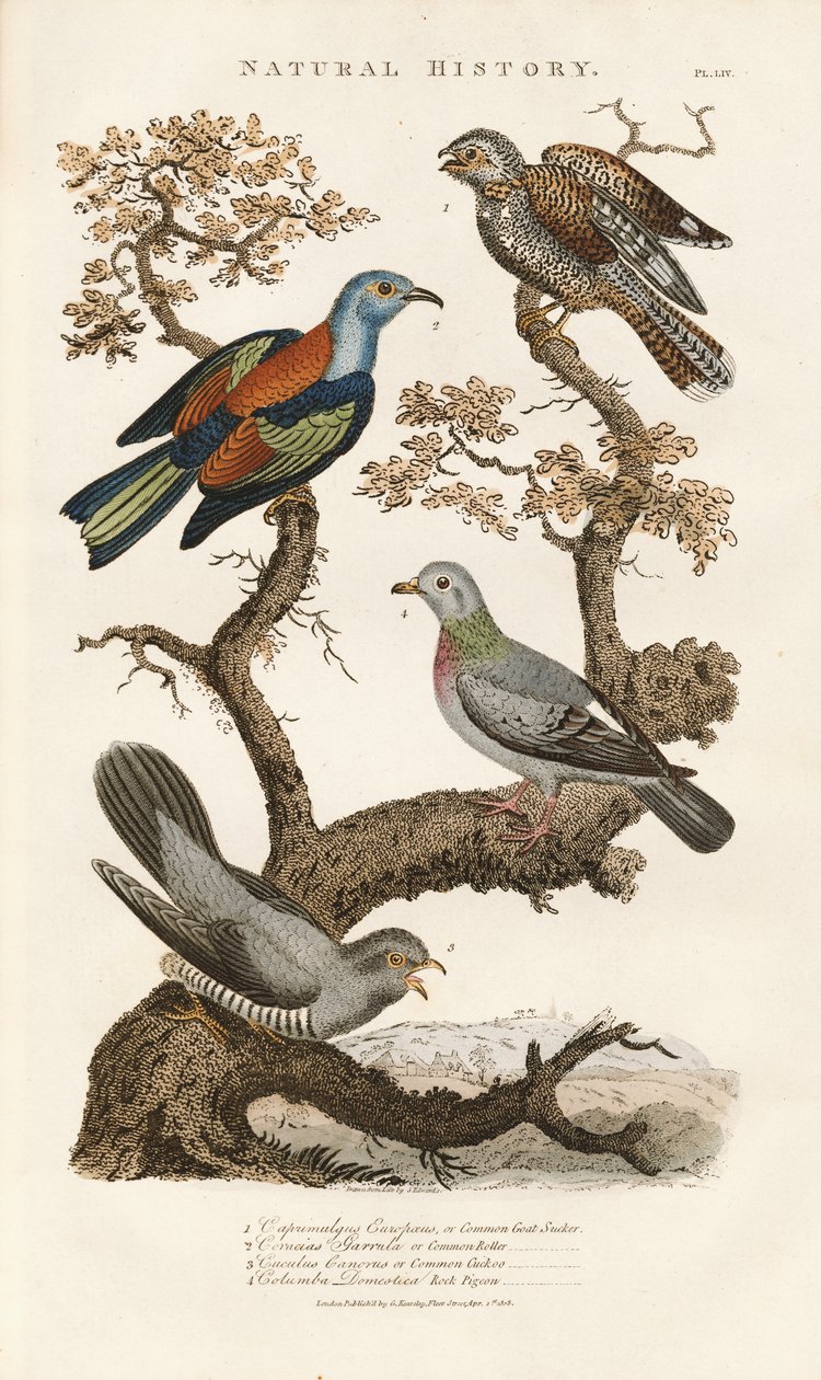  de Sydenham Teast Edwards