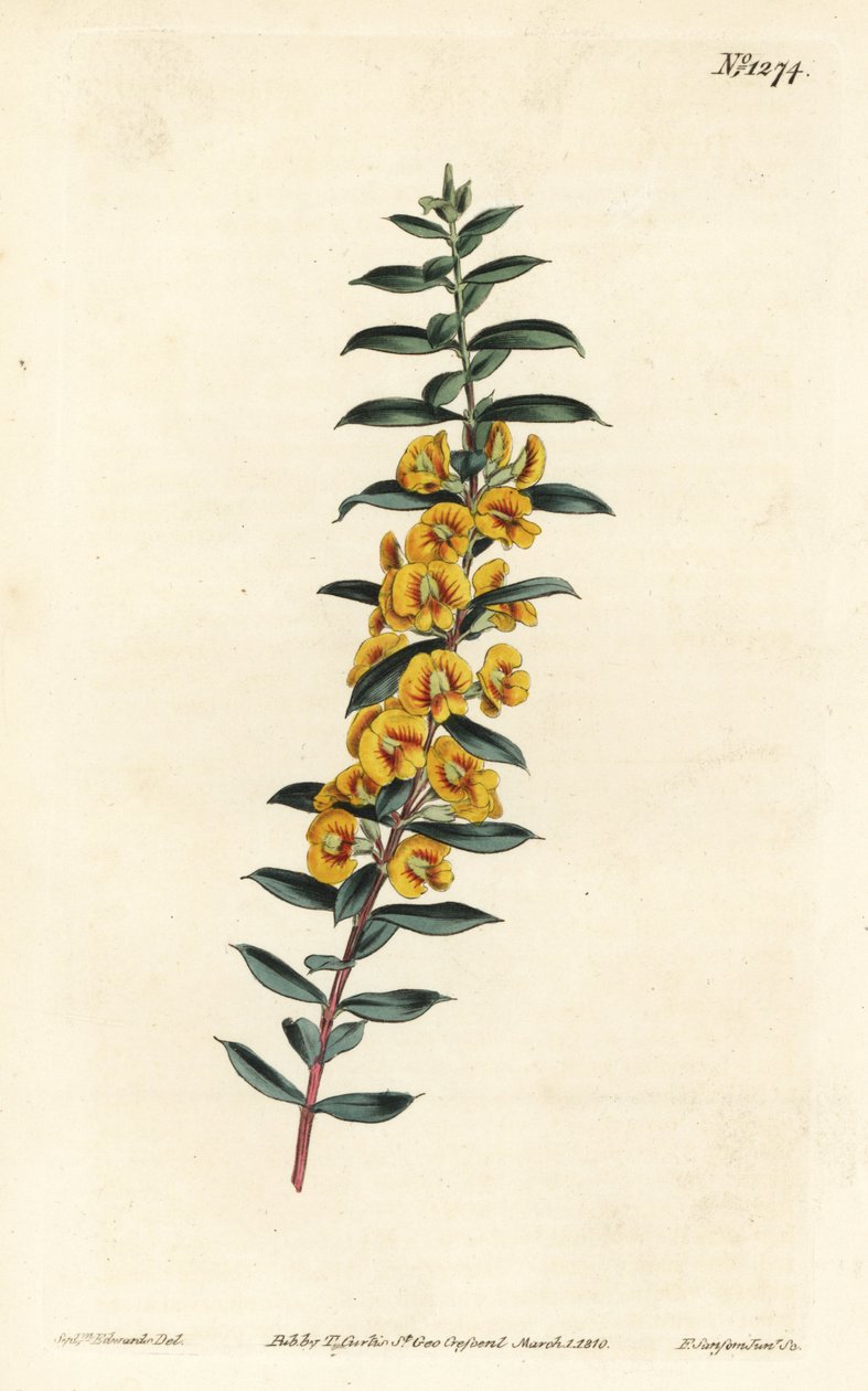 Eutaxia myrtifolia (Dillwynia de hojas cruzadas, Dillwynia obovata) de Sydenham Teast Edwards
