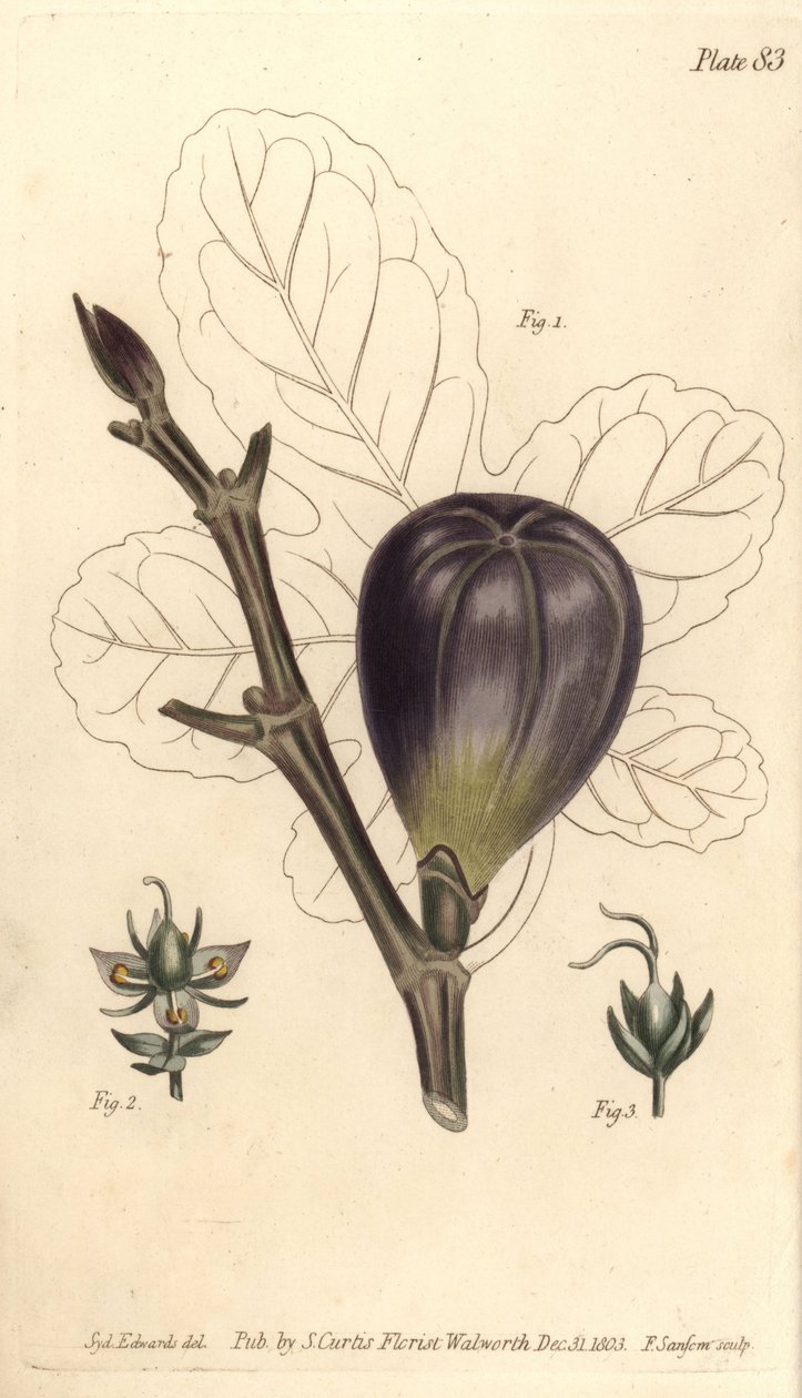 Higo, Ficus carica, del Botanical Magazine de William Curtis de Sydenham Teast Edwards