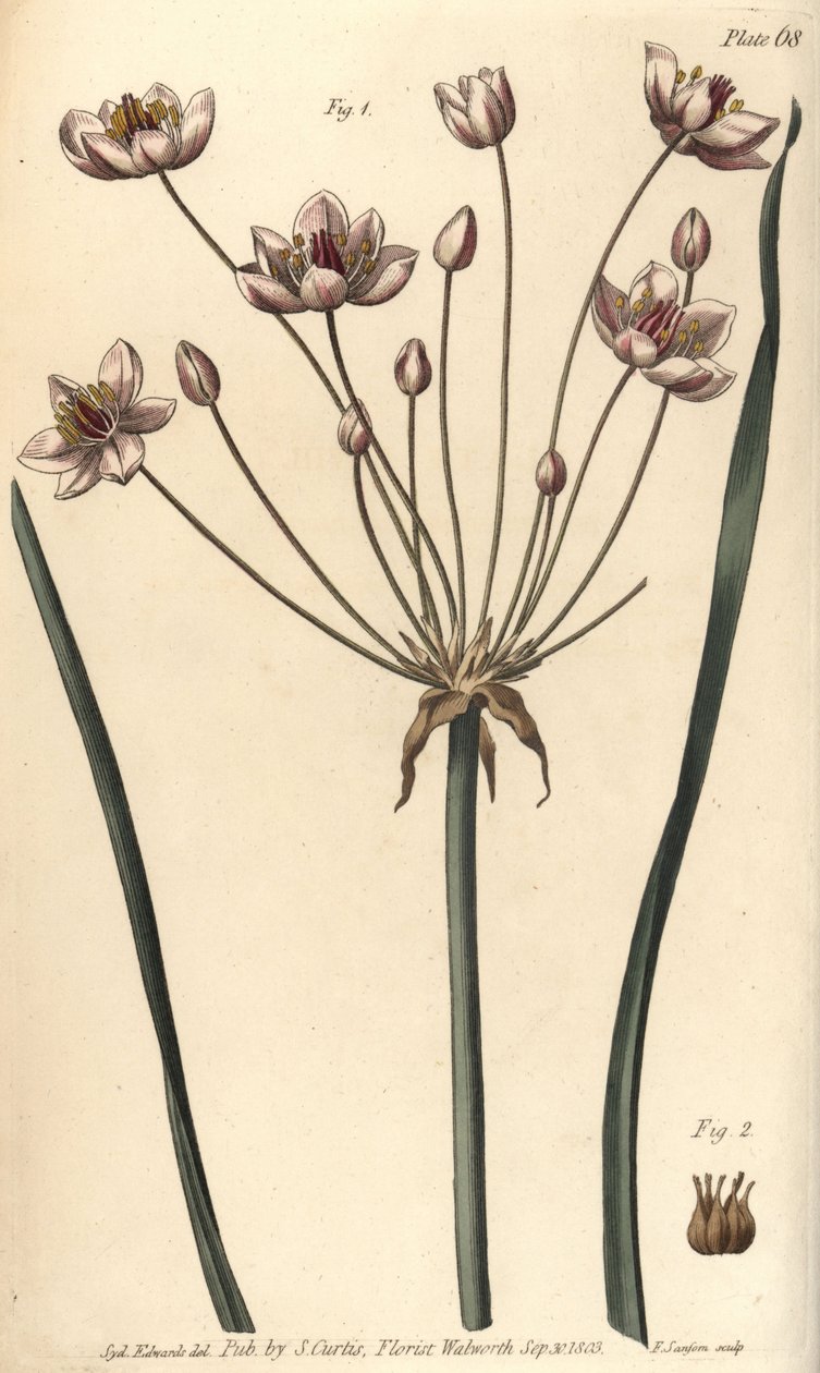 Juncia de flor, Butomus umbellatus, Hexagynia, flor hermafrodita 1 y pistilos 2. Grabado en cobre coloreado a mano de F. Sansom de una ilustración botánica de Sydenham Edwards para las Lectures on Botany de William Curtis, como se impartieron en el Jardín  de Sydenham Teast Edwards