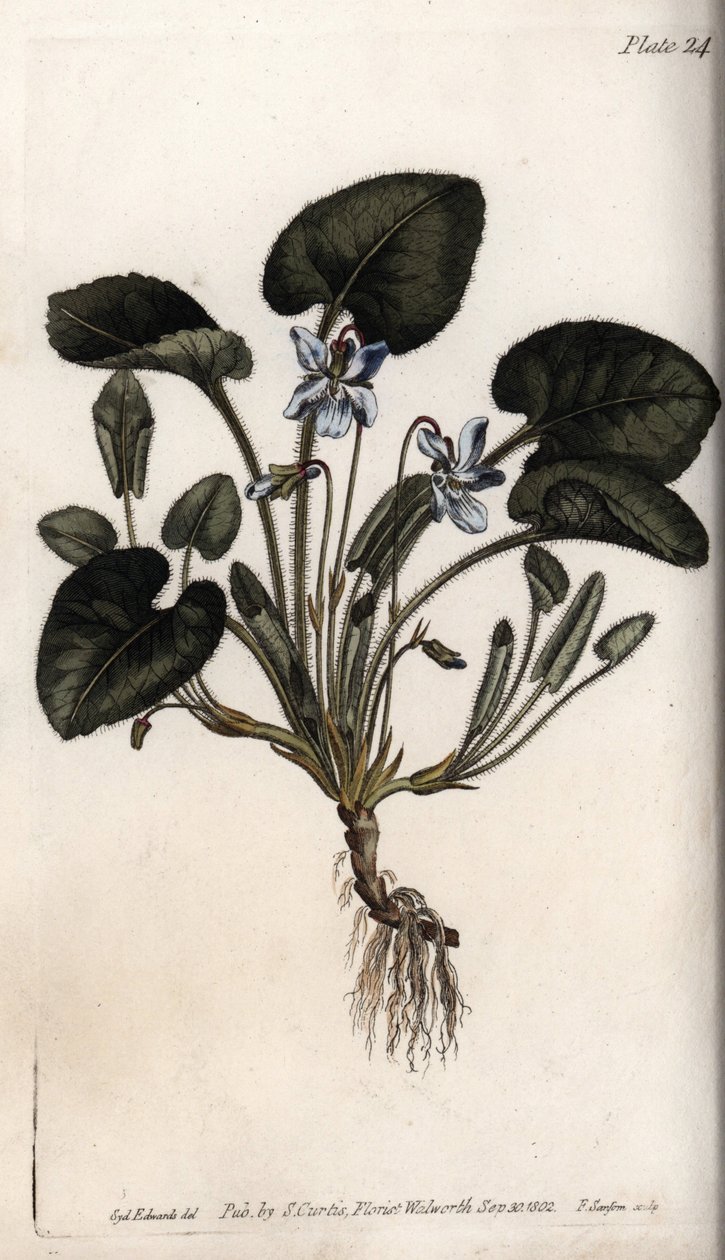 Violeta fragante de Sydenham Teast Edwards