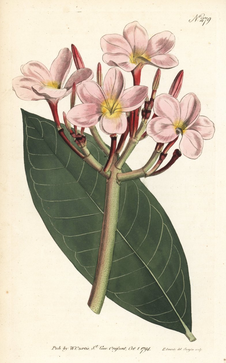 Frangipani - Frangipani o plumeria roja, Plumeria rubra de Sydenham Teast Edwards