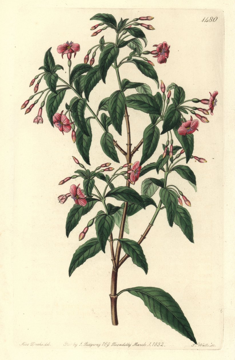 Variedad de fucsia - Fuchsia bacillaris. Híbrido natural entre Fuchsia microphylla subsp. microphylla y Fuchsia thymifolia subsp. thymifolia. Grabado en cobre coloreado a mano por S. Watts después de una ilustración de Sarah Drake del Botanical Register de de Sydenham Teast Edwards
