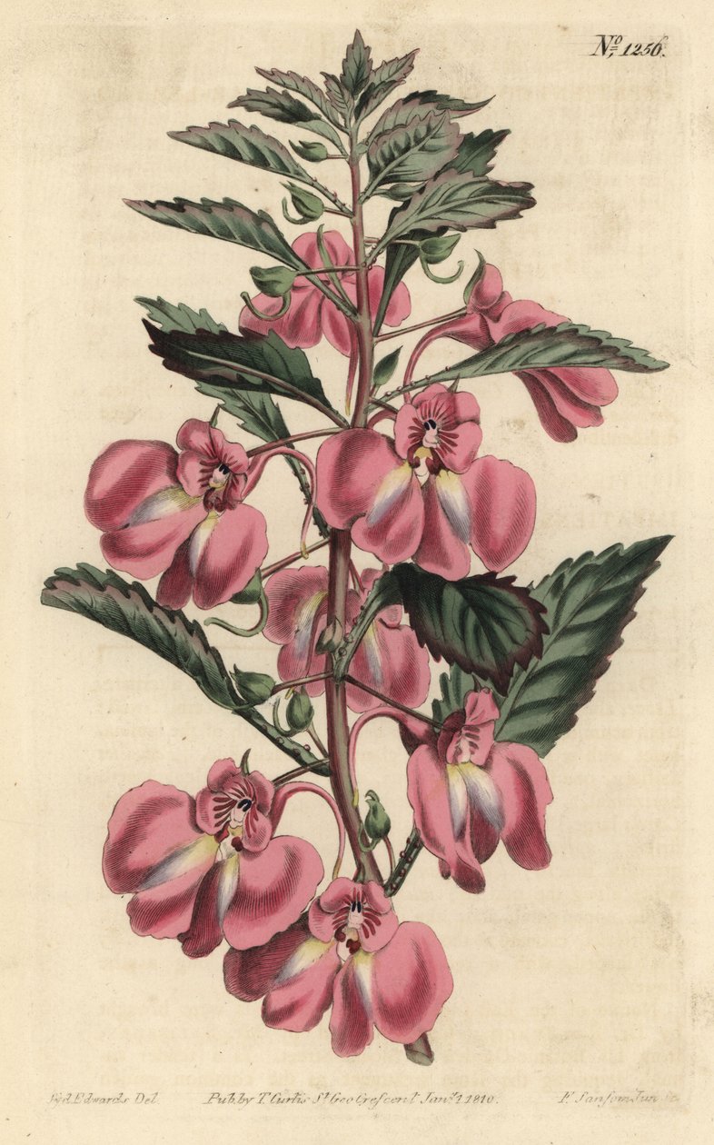 Balsamina de jardín - Balsamina de jardín, Impatiens balsamina de Sydenham Teast Edwards