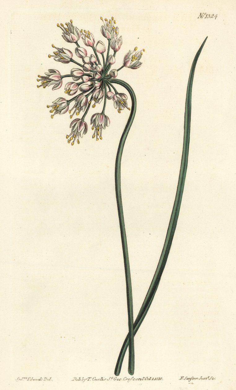 Ajo inclinado - Allium cernuum. Grabado en cobre a mano coloreado por F. Sansom Jr. después de una ilustración de Sydenham Edwards del Botanical Magazine de William Curtis, Londres de Sydenham Teast Edwards