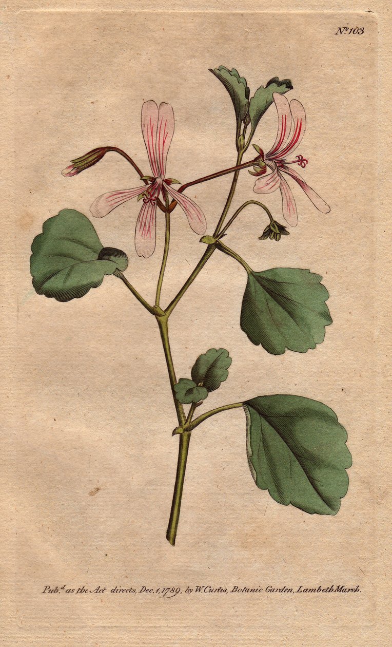 Pelargonium acetosum. Grabado en cobre coloreado a mano de una ilustración botánica de Sydenham Edwards de Sydenham Teast Edwards
