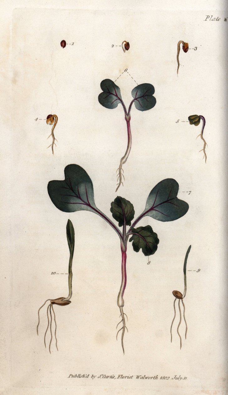 Germinación de semillas de rábano, trigo común y cebada común. Grabado en cobre coloreado, ilustración de Sydenham Edwards (1768-1819) para las Conferencias de Botánica, Jardín Botánico de Lambeth (Inglaterra) de Sydenham Teast Edwards