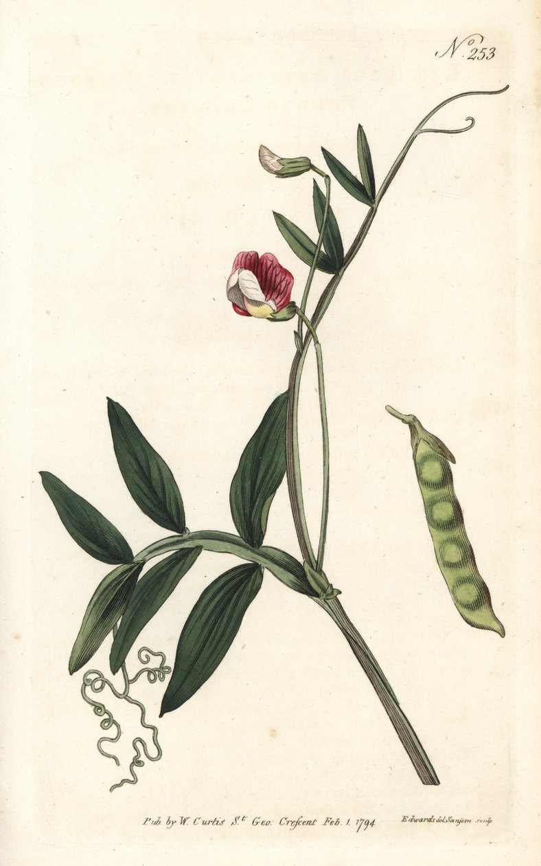 Guisante de olor español, Lathyrus clymenum de Sydenham Teast Edwards