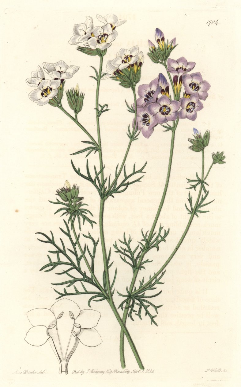 Gilia tricolor, variedades blancas y púrpuras, nativa de California - Agua fuerte por S. Watts de una ilustración de Sarah Anne Drake, del Registro Botánico de Sydenham Teast Edwards