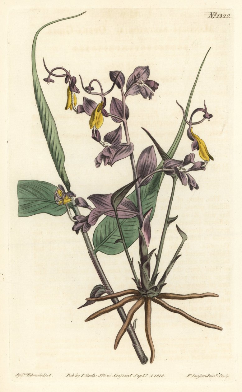 Globba radicalis (Opera girls, Mantisia saltatoria). Grabado en cobre coloreado a mano por F. Sansom Jr. después de una ilustración de Sydenham Edwards de la Revista Botánica de William Curtis, T. Curtis, Londres de Sydenham Teast Edwards