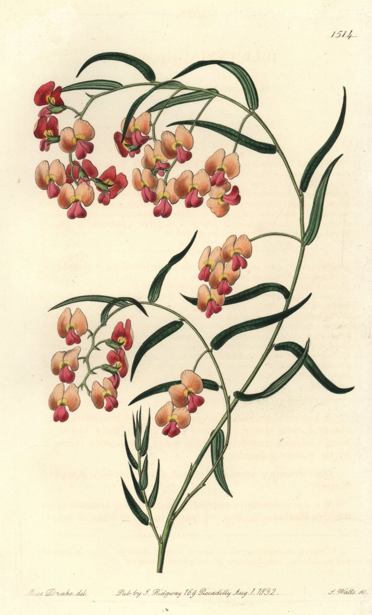 Dillwynia de hojas de glicina, Dillwynia glycinifolia. Grabado en cobre coloreado a mano por S. Watts después de una ilustración de Sarah Drake del Botanical Register de Sydenham Edwards, Ridgeway, Londres de Sydenham Teast Edwards