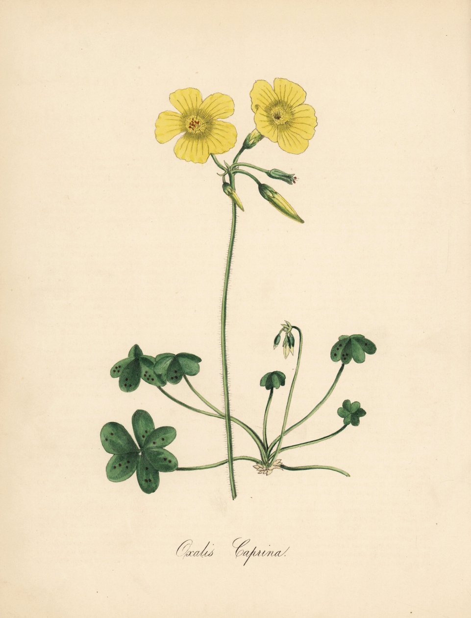 Oxalis caprina. Ilustración de Sydenham Edwards en la Revista Botánica de William Curtis. Zincografía coloreada a mano por C. Chabot, dibujada por Miss M. A. Burnett de su obra Plantae Utiliores: or Illustrations of Useful Pl de Sydenham Teast Edwards
