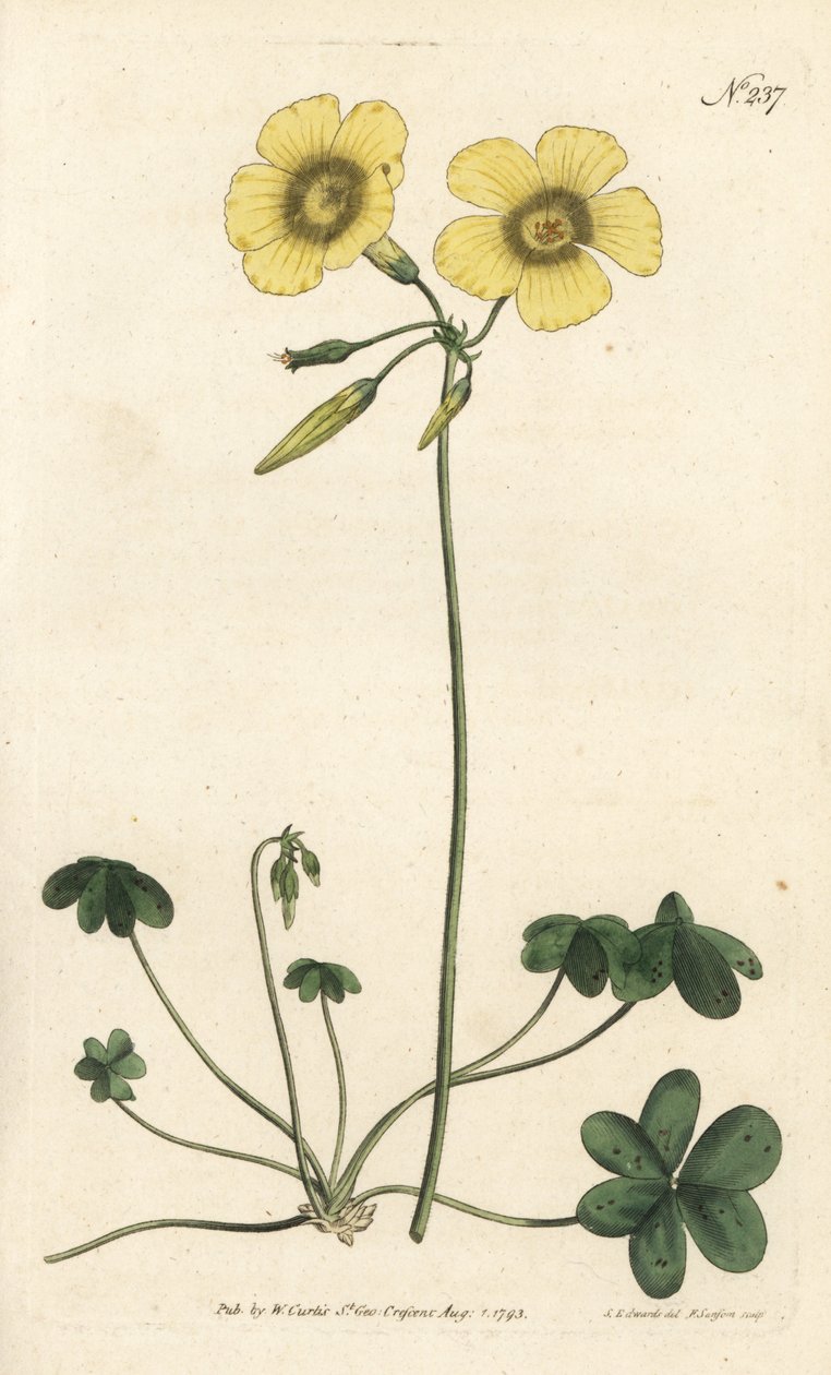 Pie de cabra - Acedera de madera de pie de cabra, Oxalis caprina. Grabado en cobre coloreado por Sansom de una ilustración de Sydenham Edwards del Botanical Magazine de William Curtis, Londres de Sydenham Teast Edwards