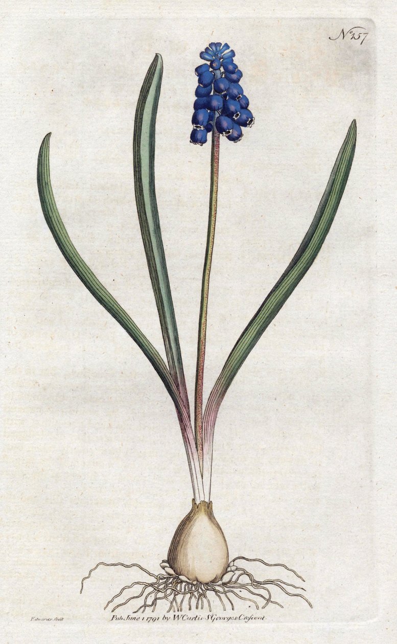 Jacinto de uva - Litografía de Sydenham Edwards, placa del Botanical Magazine de William Curtis de Sydenham Teast Edwards