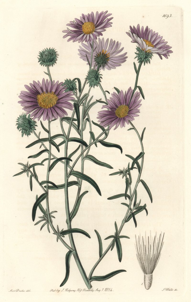 Aster gris, originario de California - S. Watts fuerte agua de una ilustración de Sarah Anne Drake (1803-1857), del Registro Botánico de Sydenham Teast Edwards