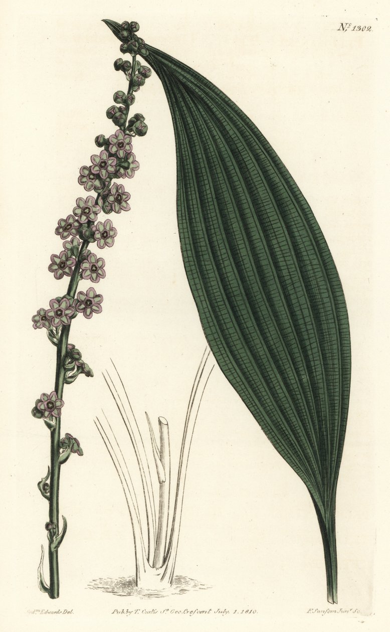 Teta de flores verdes, Peliosanthes teta de Sydenham Teast Edwards