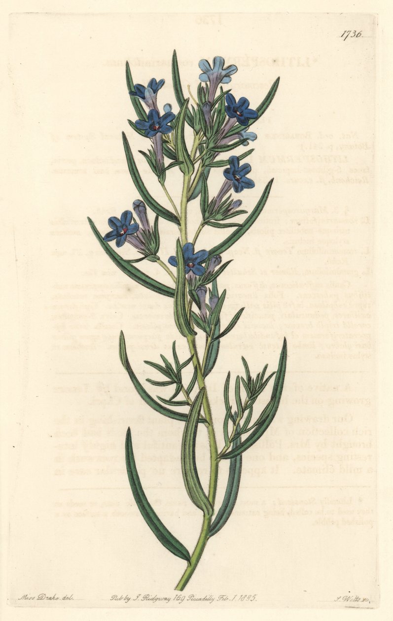 Gremil con hojas de romero, nativo de Sicilia - Agua fuerte por S. Watts de una ilustración de Sarah Anne Drake (1803-1857), del Registro Botánico de Sydenham Teast Edwards