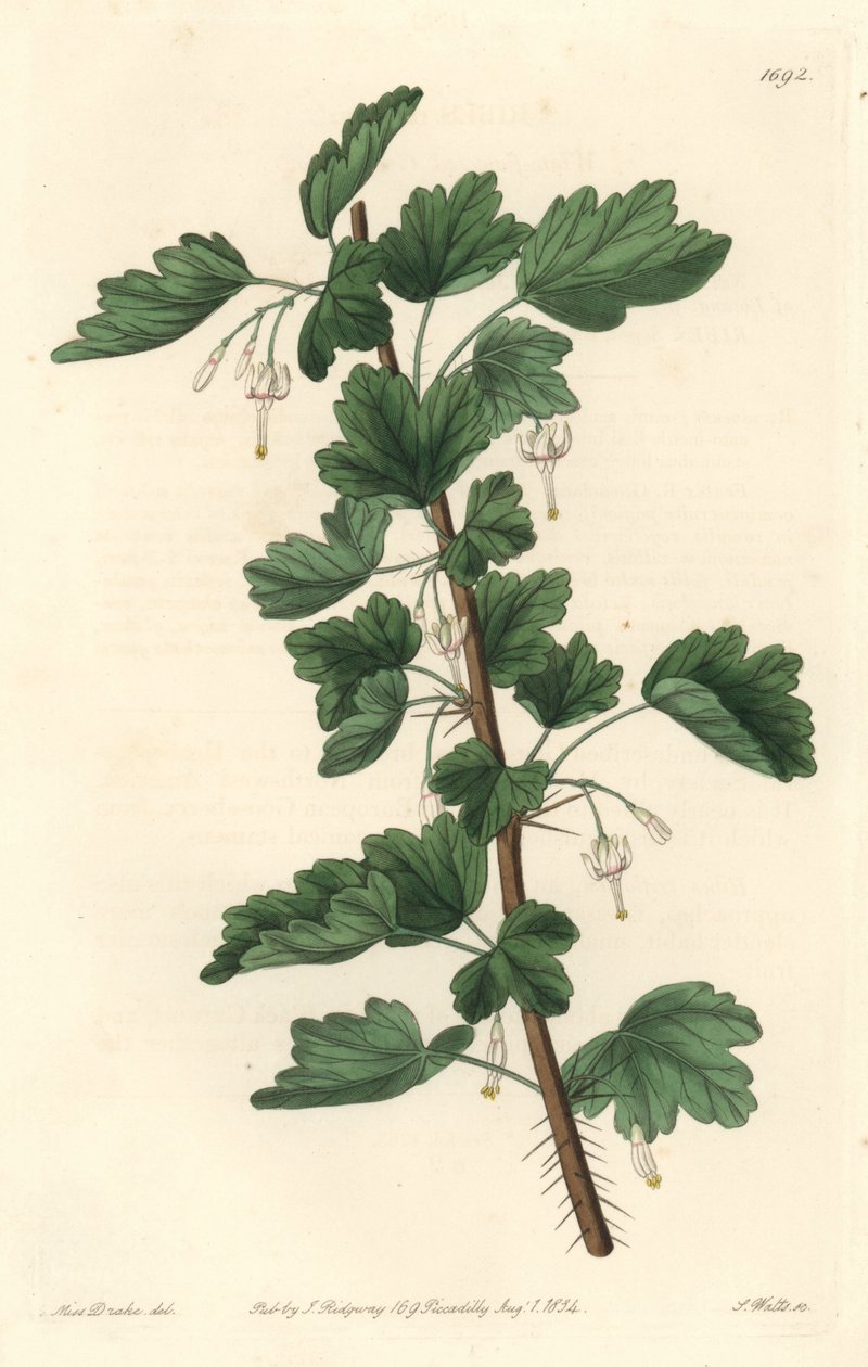 Grosellero, nativo de América del Norte - Placa grabada por S. Watts de una ilustración de Sarah Anne Drake, del Registro Botánico de Sydenham Teast Edwards