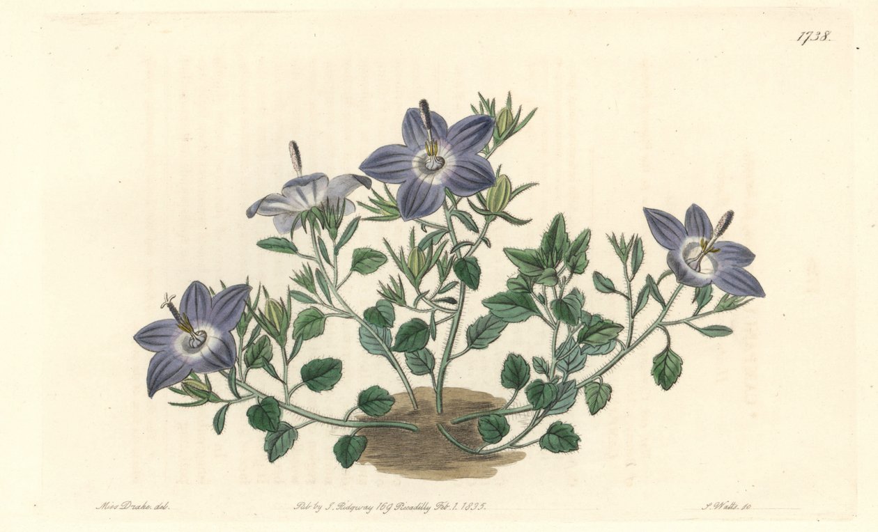 Campanula de hojas peludas, nativa de Italia - Agua fuerte por S. Watts de una ilustración de Sarah Anne Drake, del Registro Botánico de Sydenham Teast Edwards