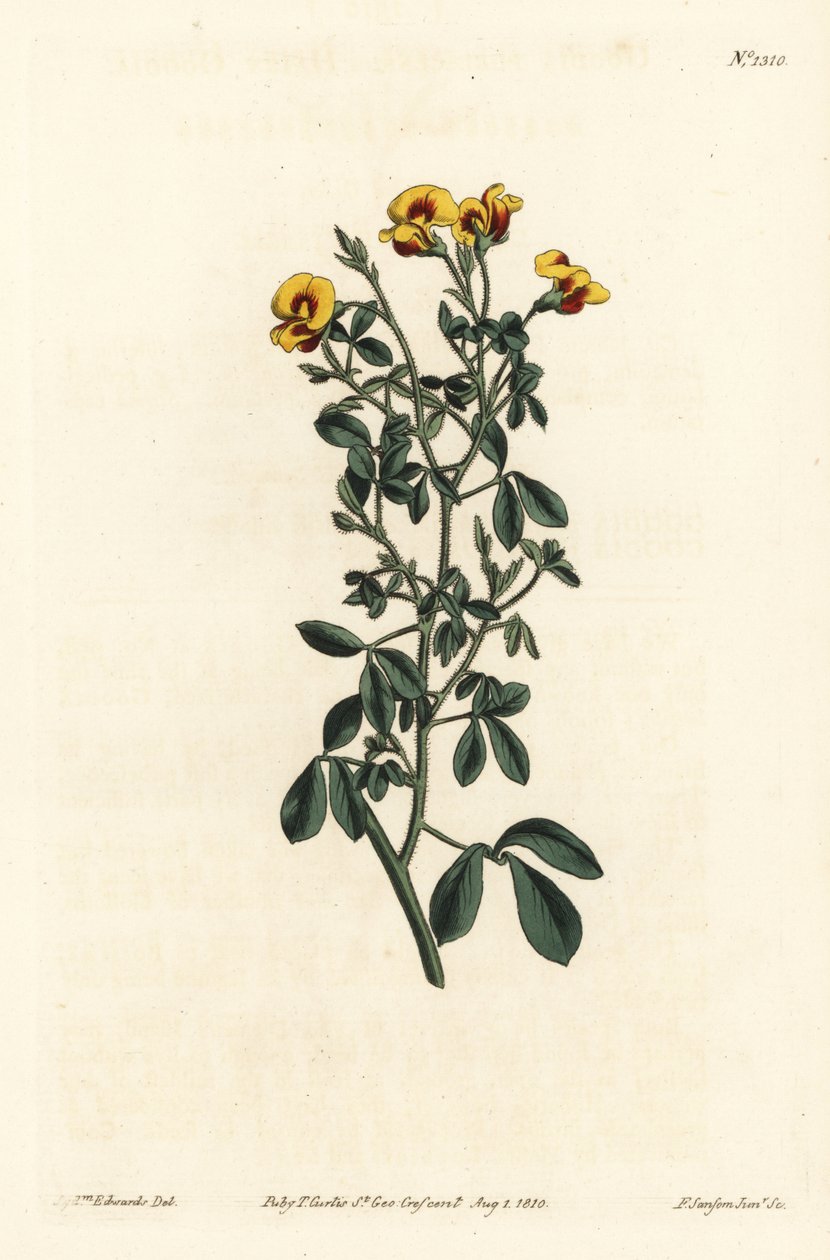 Goodia peluda, Goodia lotifolia var. pubescens (Goodia pubescens). Grabado en cobre a mano coloreado por F. Sansom Jr. después de una ilustración de Sydenham Edwards del Botanical Magazine de William Curtis, Londres de Sydenham Teast Edwards