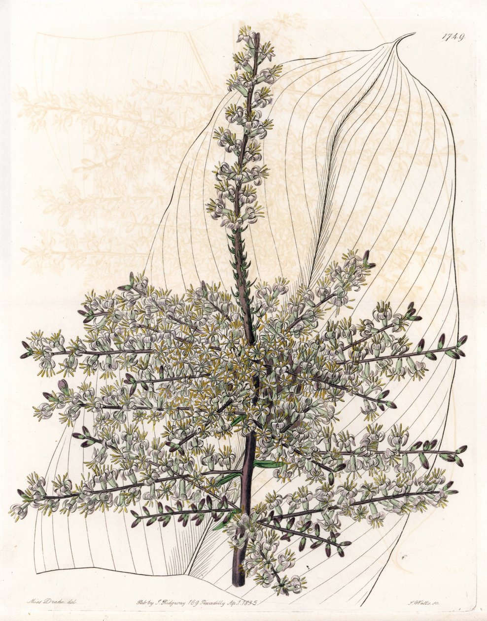 Espinaca hawaiana o caña de la India - Placa grabada por S. Watts, de una ilustración de Sarah Anne Drake (1803-1857), del Botanical Register de Sydenham Edwards (1768-1819), Inglaterra de Sydenham Teast Edwards
