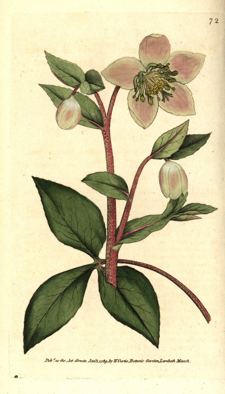 Hellebore livido o negro - Helleborus lividus de Sydenham Teast Edwards
