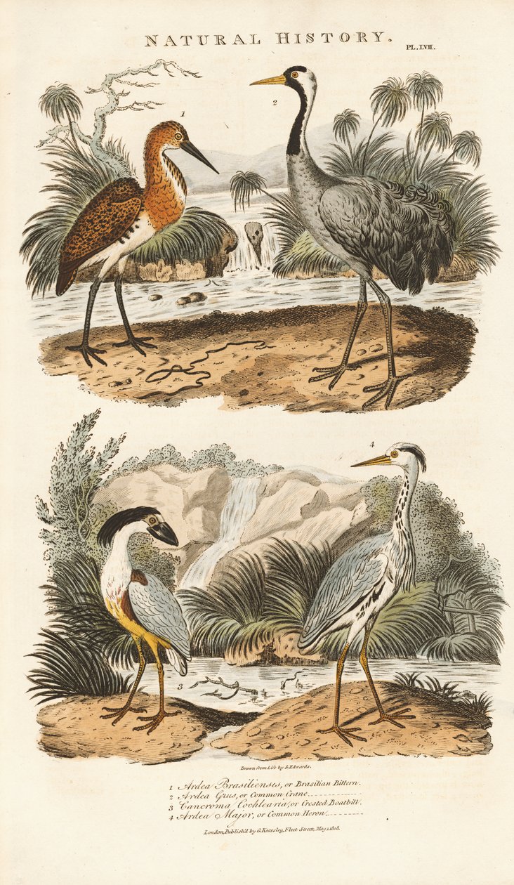Garzas y grullas en sus hábitats húmedos de Sydenham Teast Edwards