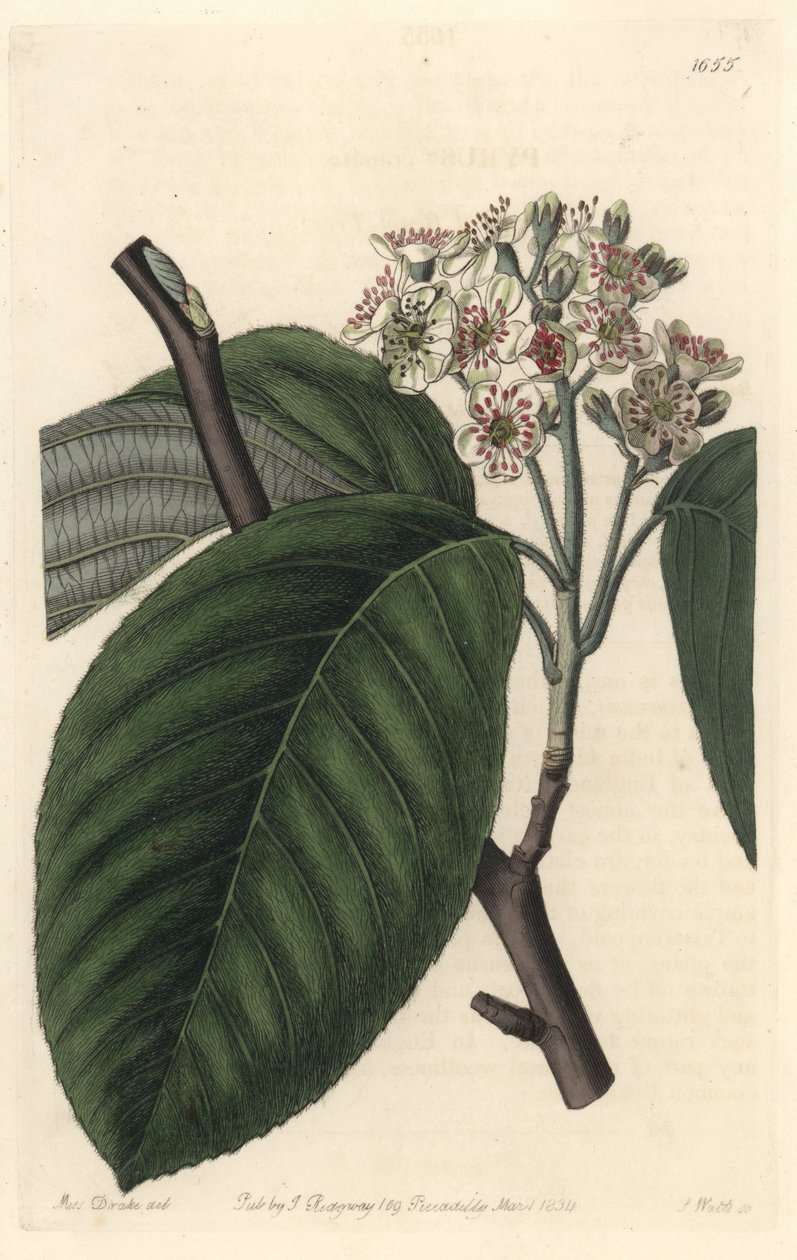 Fresno de montaña del Himalaya - S. Watts Strong Water de una ilustración de Sarah Anne Drake (1803-1857), del Botanical Register de Sydenham Teast Edwards