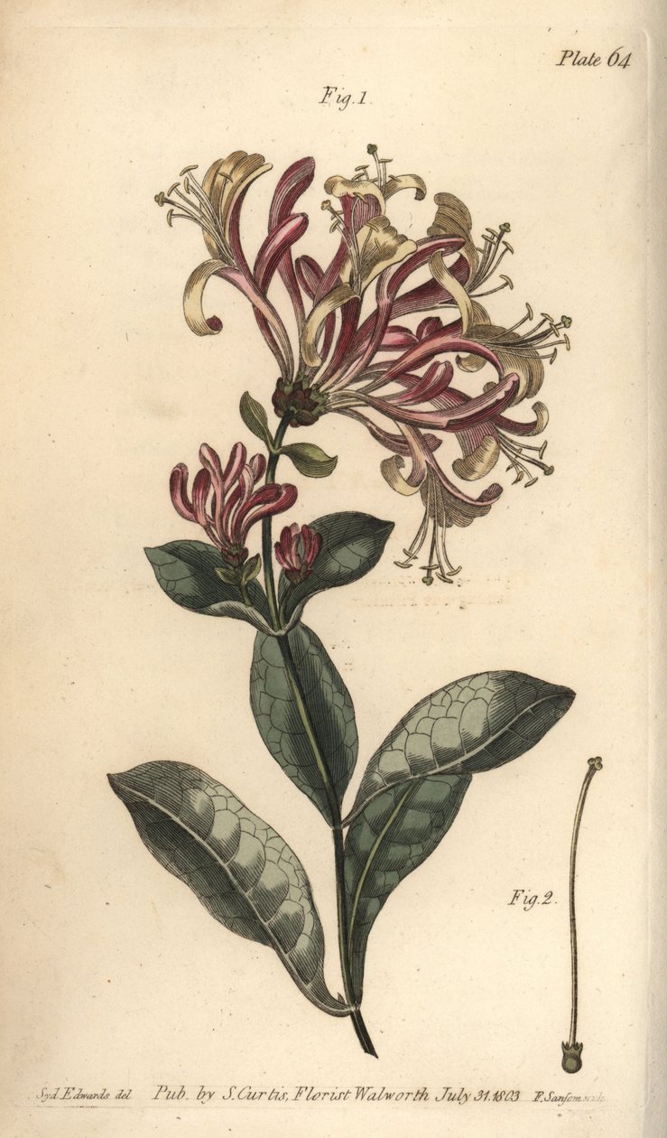 Madreselva, Lonicera caprifolium, Monogynia. Grabado en cobre coloreado a mano por F. Sansom de una ilustración botánica de Sydenham Edwards para las Conferencias sobre Botánica de William Curtis, como se impartieron en el Jardín Botánico de Lambeth de Sydenham Teast Edwards