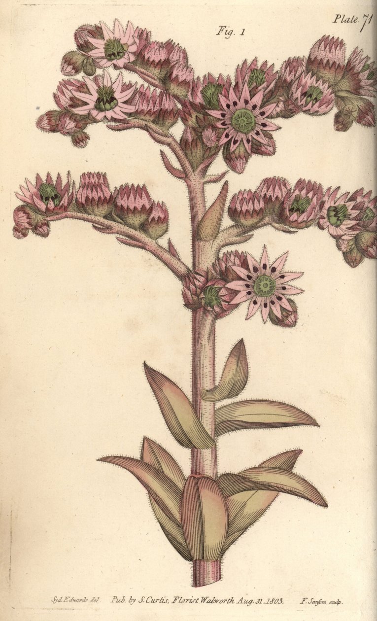 Siempreviva, Sempervivum tectorum, Dodecagynia, flor hermafrodita con 12 pistilos de Sydenham Teast Edwards