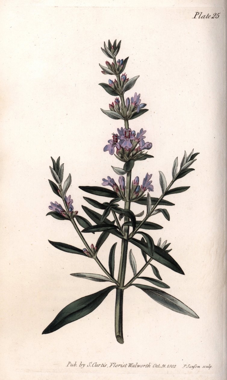 Hisopo u hisopo oficinal. Grabado en cobre coloreado, ilustración de Sydenham Edwards para las Conferencias de Botánica, Jardín Botánico de Lambeth (Inglaterra) de Sydenham Teast Edwards