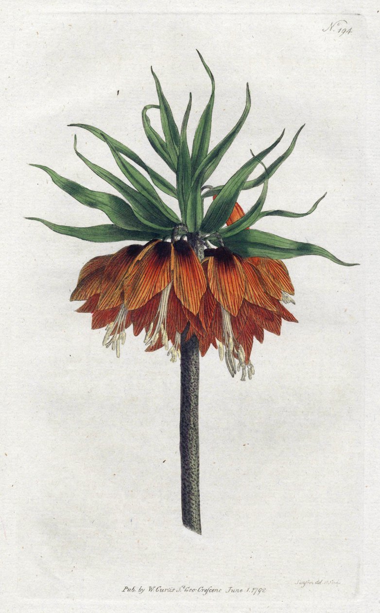 Corona Imperial - Litografía de Sydenham Edwards, placa de la Revista Botánica de William Curtis de Sydenham Teast Edwards