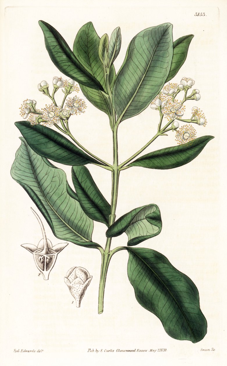Árbol de laurel, Pimenta racemosa de Sydenham Teast Edwards