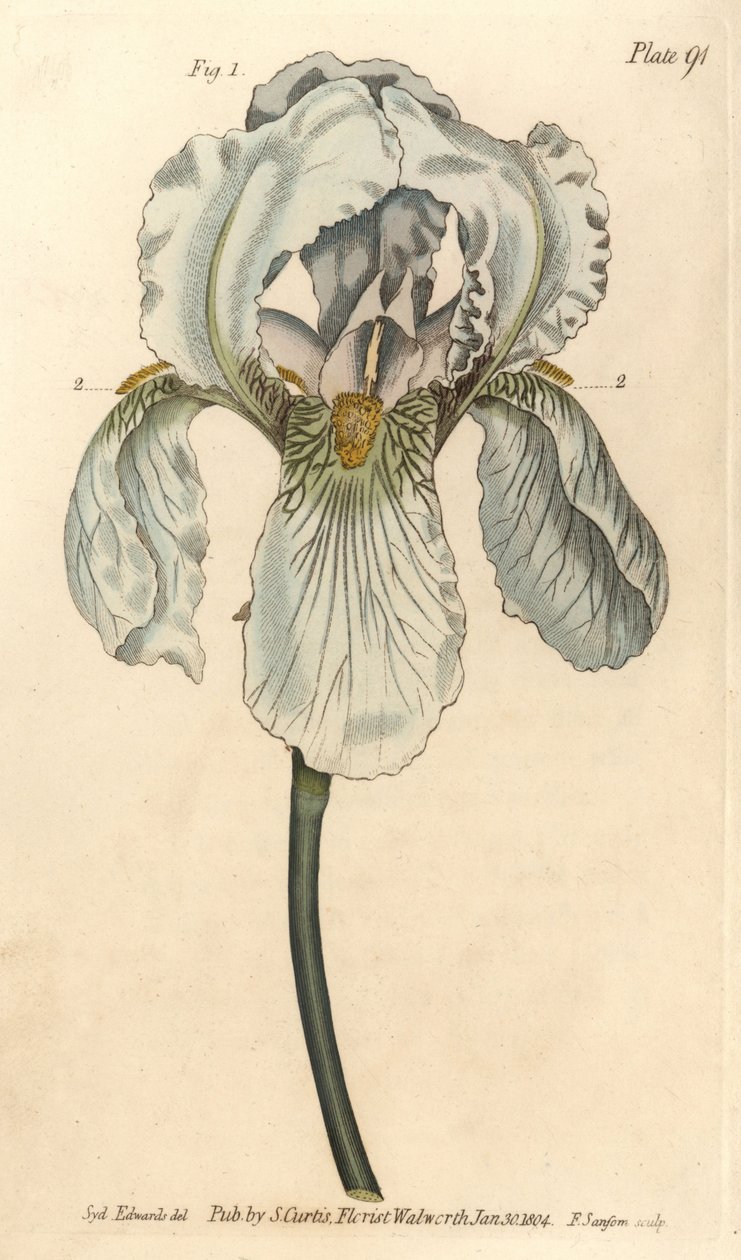Iris florentina, Iris germanica nothovar de Sydenham Teast Edwards