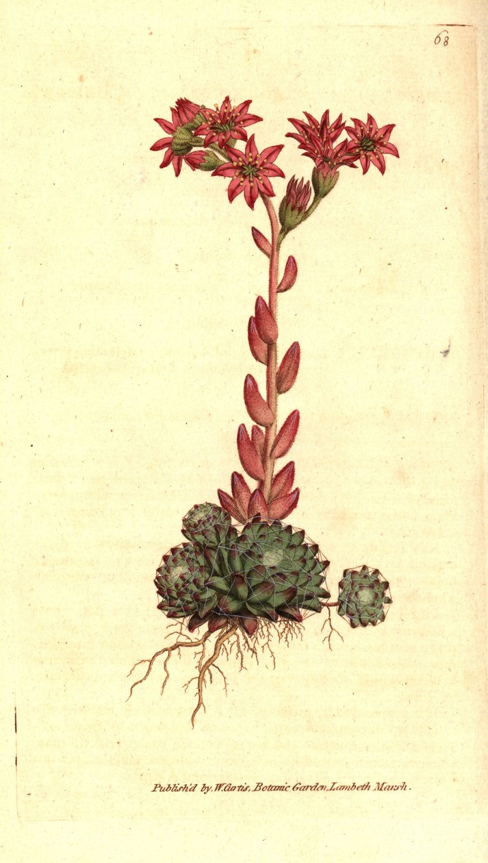 Siempreviva de telaraña, Sempervivum arachnoideum de Sydenham Teast Edwards