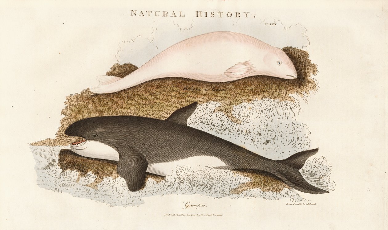 Orca y beluga de Sydenham Teast Edwards