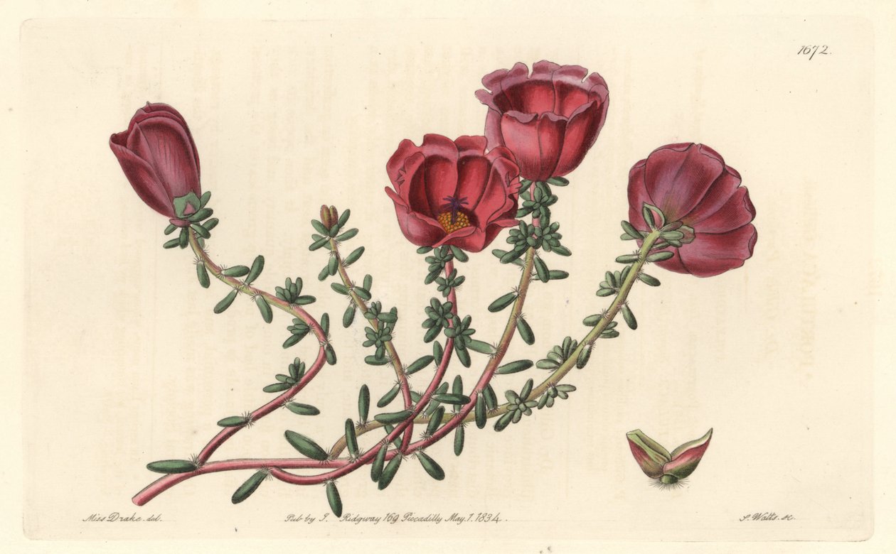 Portulaca de flores grandes o caballero de las once horas, nativo de Chile, del Botanical Register de Sydenham Teast Edwards