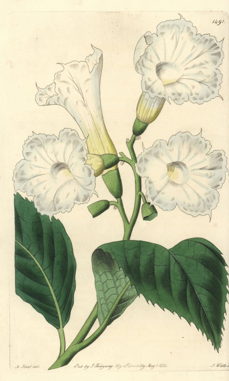 Cordia de flor grande - Cordia grandiflora de Sydenham Teast Edwards