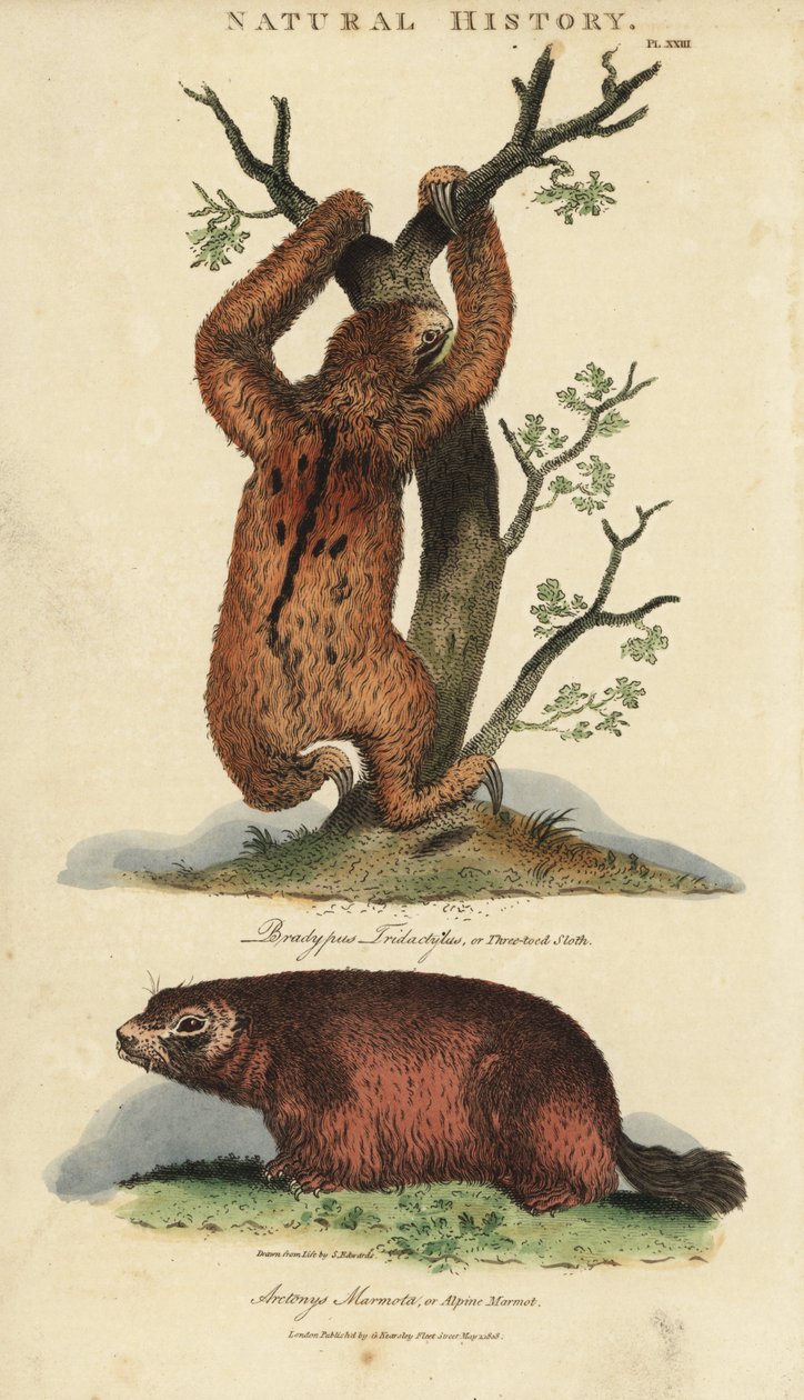 Perezoso tridáctilo o ai y marmota - Perezoso de tres dedos, Bradypus tridactylus, y marmota alpina, Marmota marmota (Arctonys marmota). Grabado en cobre coloreado a mano después de Sydenham Edwards del Pantologia de John Mason Good, una Nueva Enciclopedia de Sydenham Teast Edwards