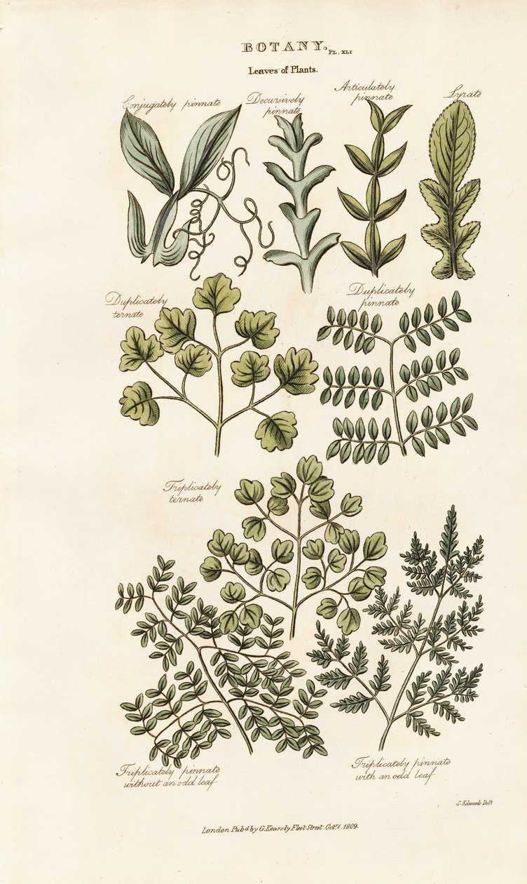 Formas y disposiciones de las hojas de Sydenham Teast Edwards