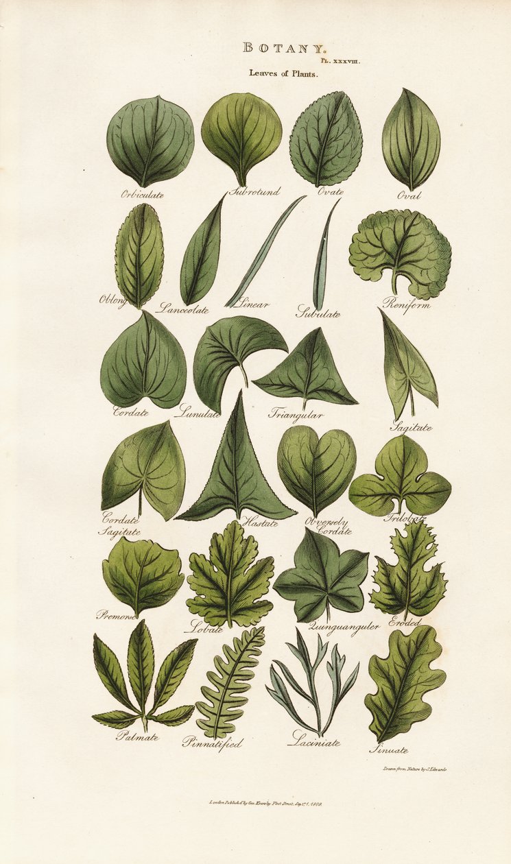 Formas foliares en la morfología botánica de Sydenham Teast Edwards