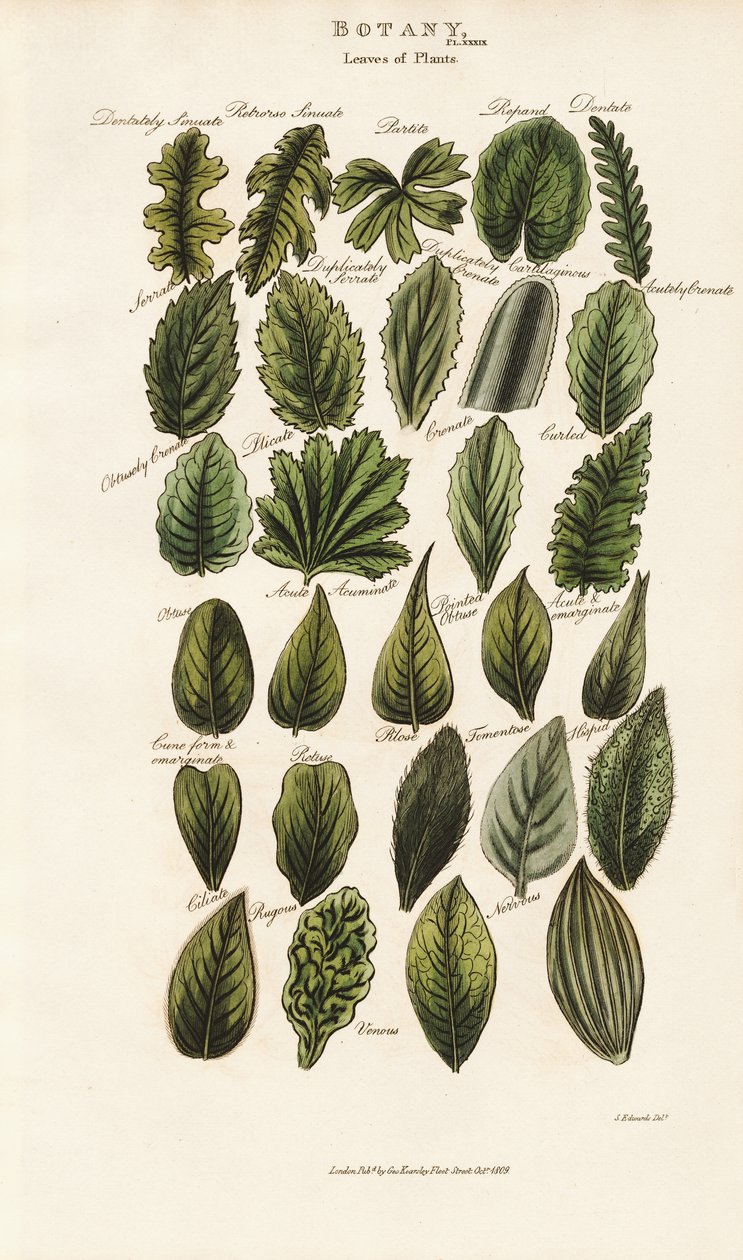 Márgenes y estructuras foliares en la morfología botánica de Sydenham Teast Edwards
