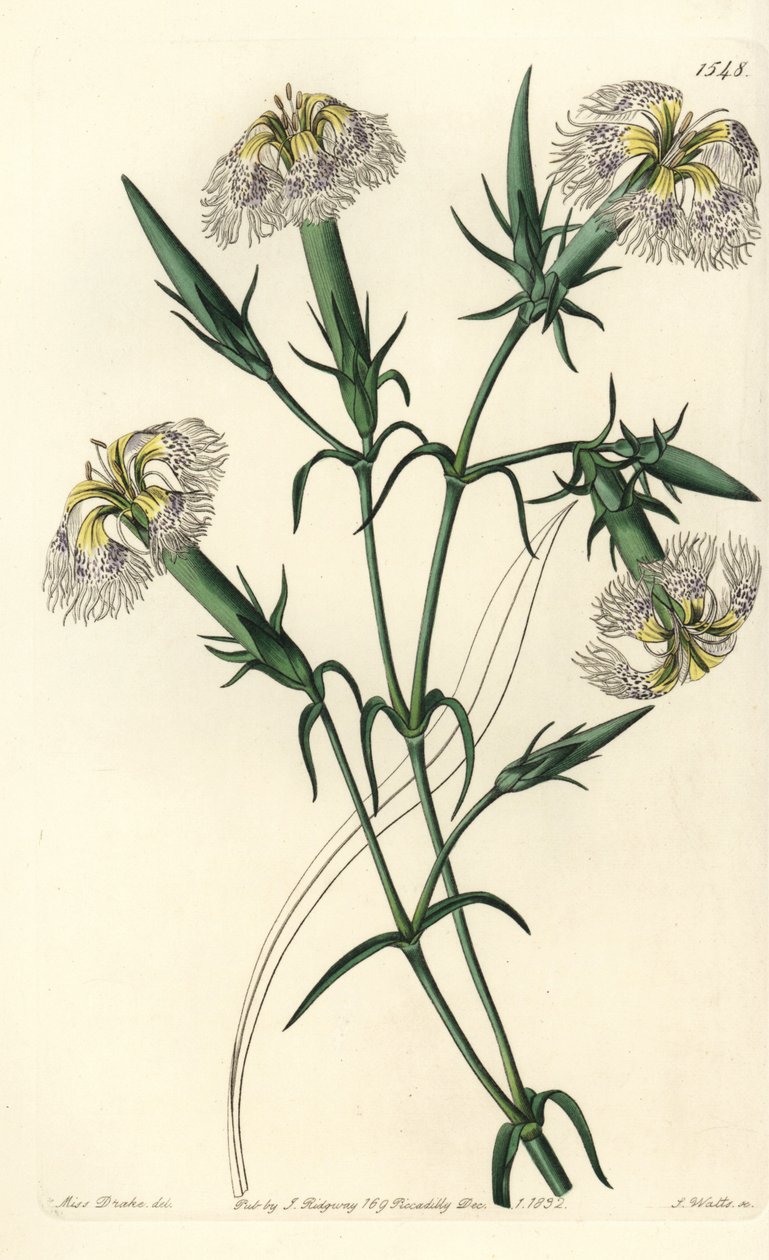 Clavel del Líbano (especie en peligro) de Sydenham Teast Edwards