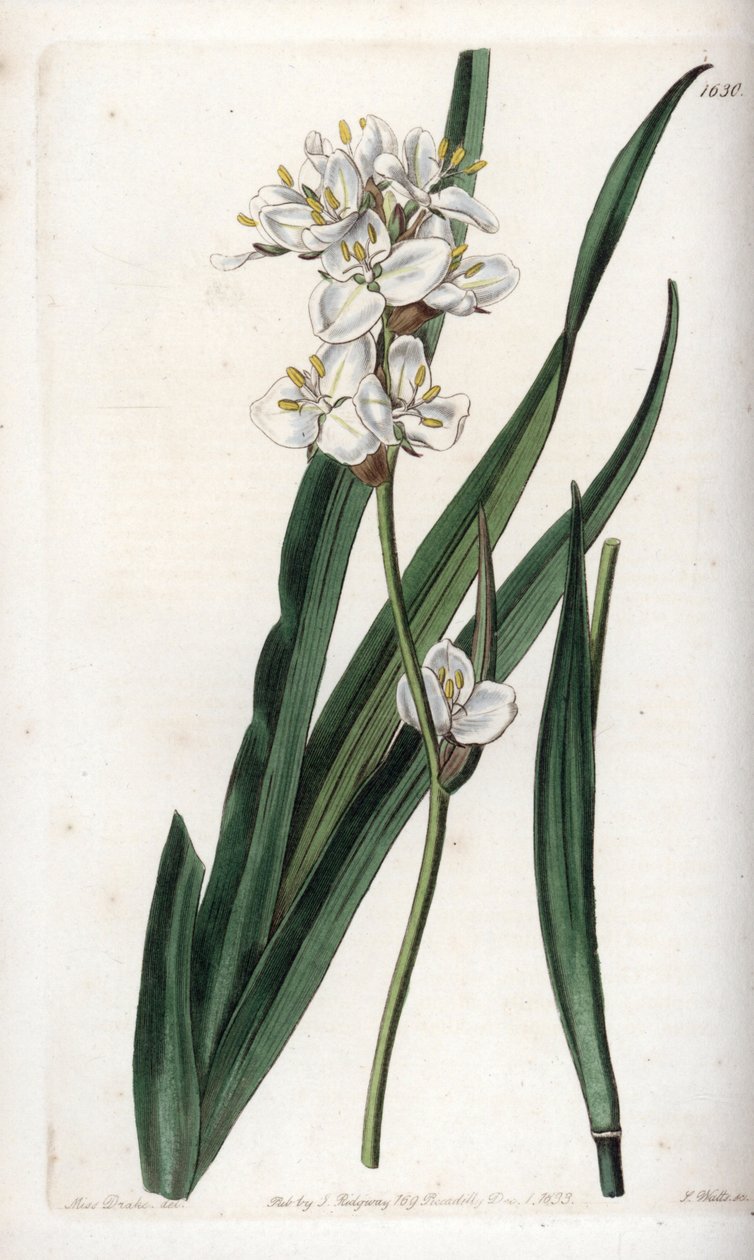 Libertia, endémica de Chile de Sydenham Teast Edwards