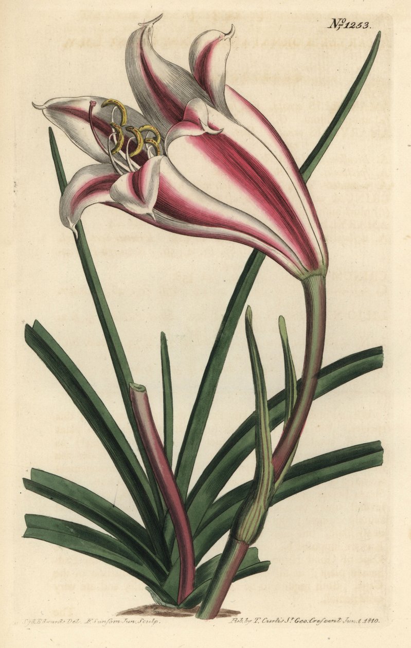 Lirio variedad - Lirio de la costa del Cabo, Crinum ornatum (Amaryllis ornata). Grabado en cobre coloreado a mano por F. Sansom Jr. después de una ilustración de Sydenham Edwards del Botanical Magazine de William Curtis, T. Curtis, Londres de Sydenham Teast Edwards