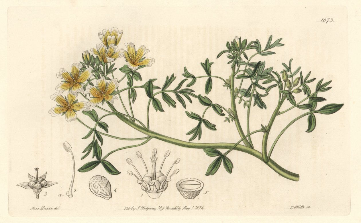 Limnanthe, originaria de California - del Registro Botánico de Sydenham Teast Edwards