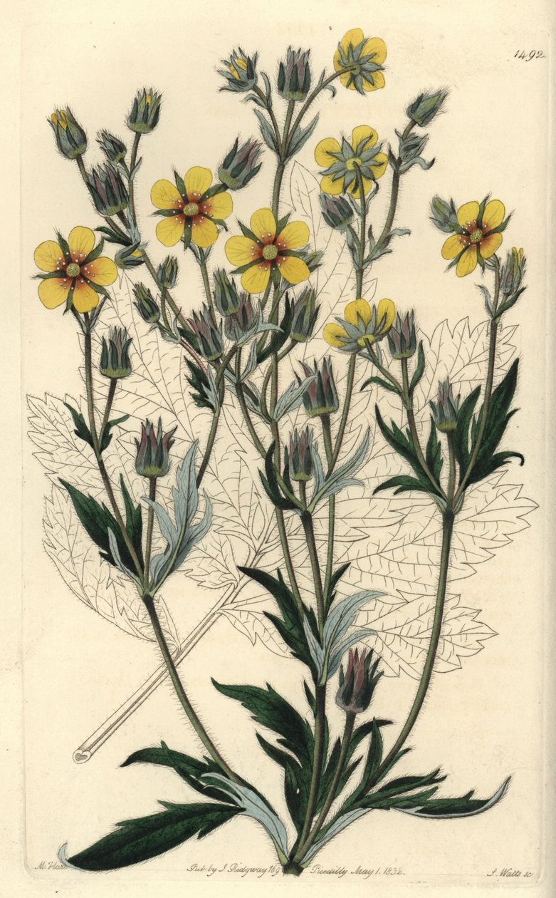 Potentilla longifolia, del Botanical Register de Sydenham Edwards de Sydenham Teast Edwards