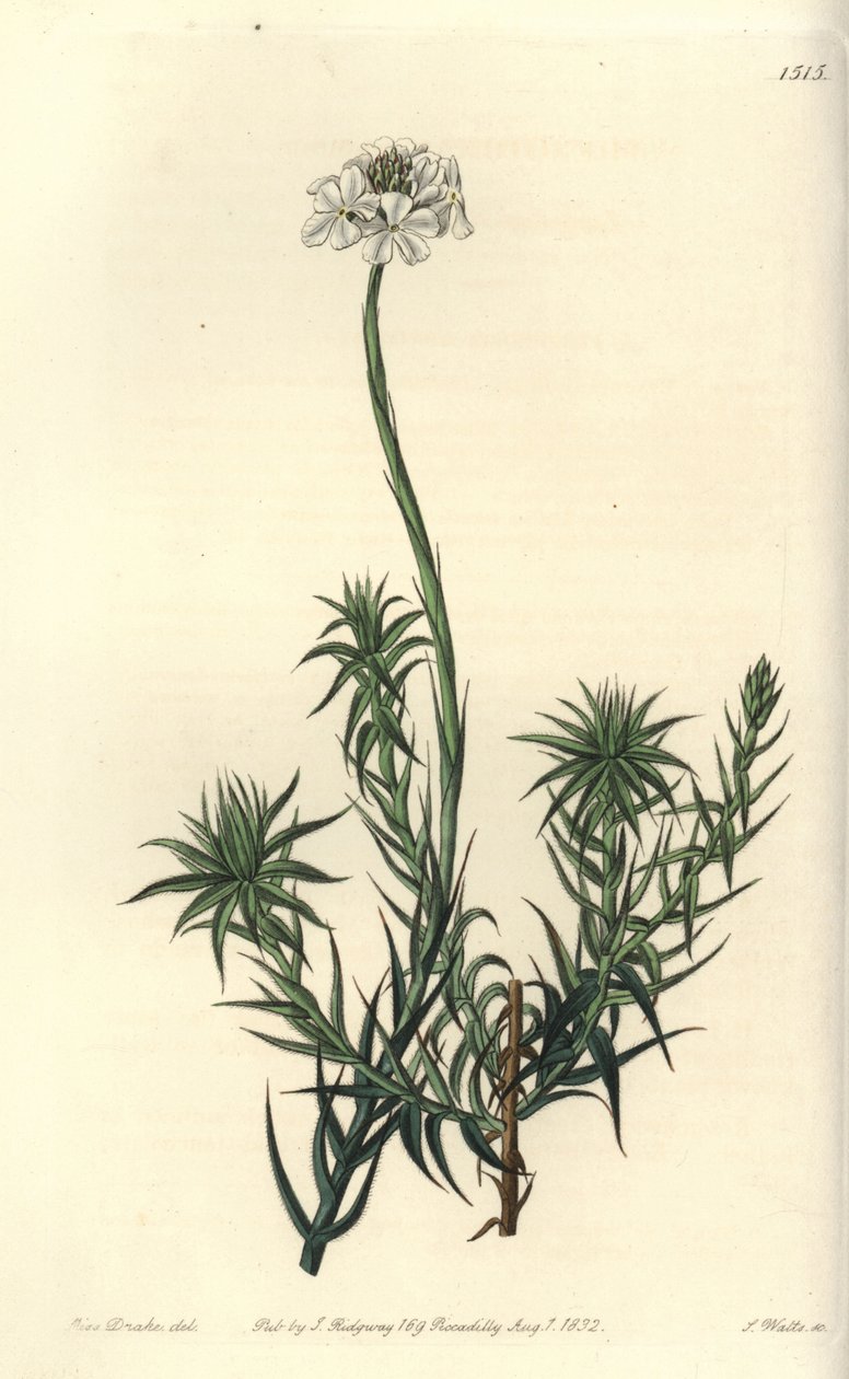 Sphenotoma de hojas largas, del Registro Botánico de Sydenham Edwards de Sydenham Teast Edwards