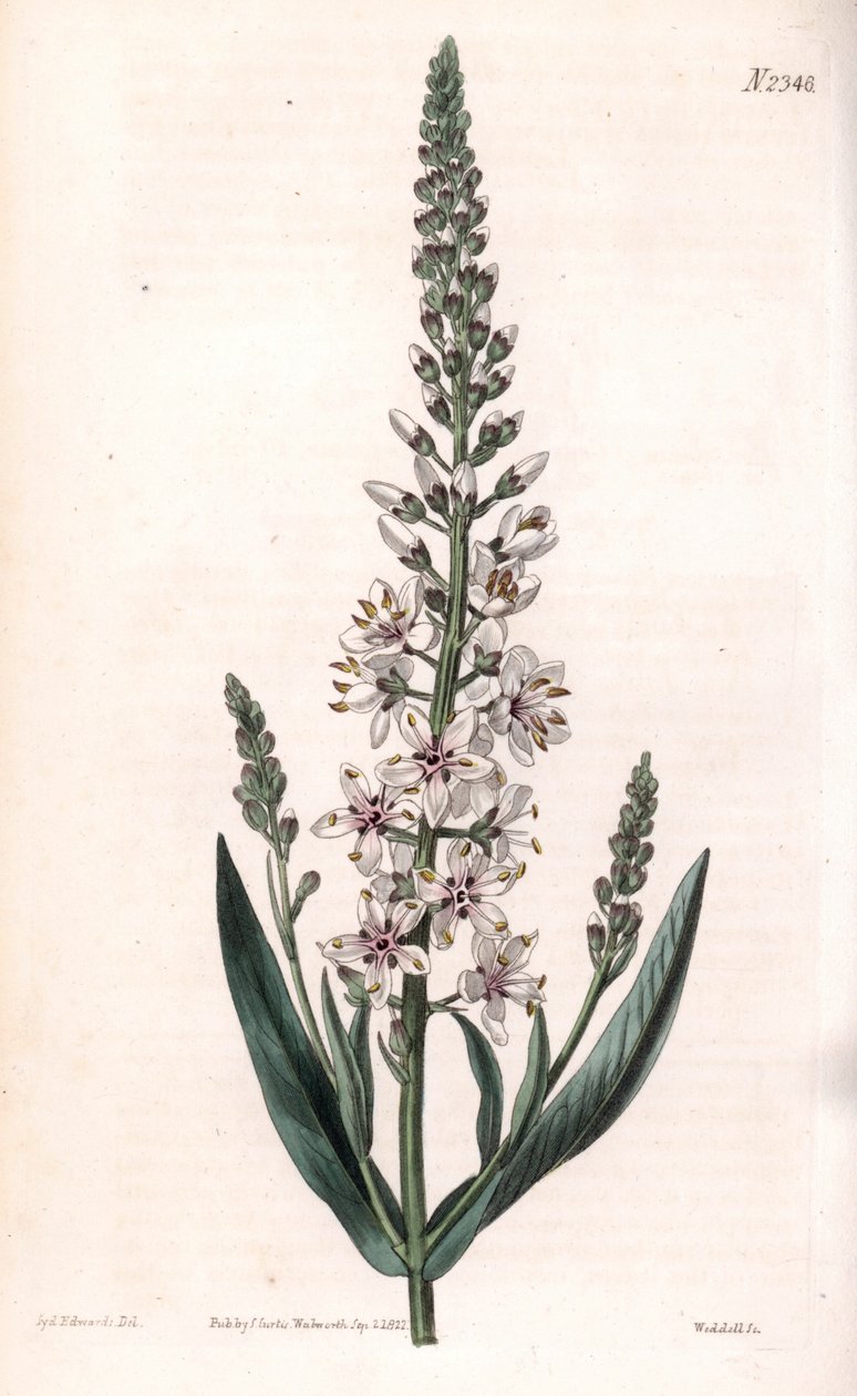 Lysimachia efímera - Lysimachia ephemerum de Sydenham Teast Edwards