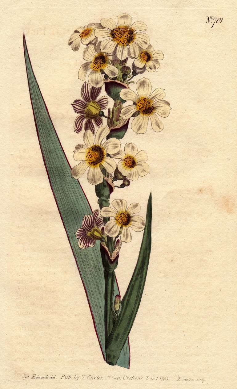 Marica con flores blancas, amarillas y líneas púrpuras - del Registro Botánico de Sydenham Teast Edwards